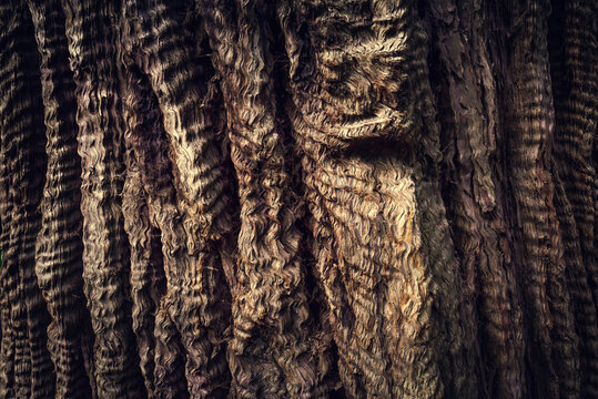 Muir Woods National Monument. Collection of trees in green forest with space for text