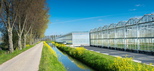 canal and yellow spring flowers under blue sky near greenhouses in the netherlands