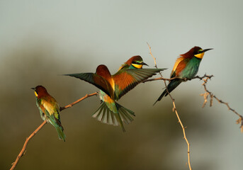 European bee-eater perched on a tree, one trying to perch, Bahrain