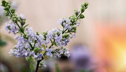 lilac flower in the garden in spring