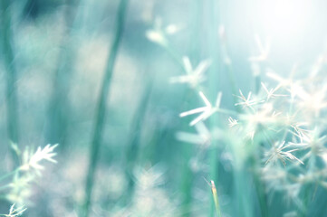 Green Mint Leaf background. Blurred leaves and circular bokeh. Abstract for design and wallpaper.