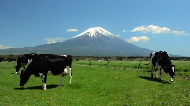 朝霧高原牧場の牛の群れと雄大な富士山