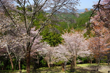 Yoshinoyama sakura cherry blossom during spring. Mount Yoshino in Nara Prefecture, Japan's most famous cherry blossom viewing spot - 日本 奈良 吉野山の桜