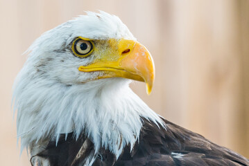 aquila calva