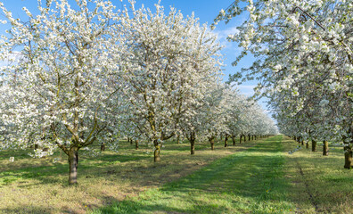 Obraz premium Sour cherry blooming in springtime