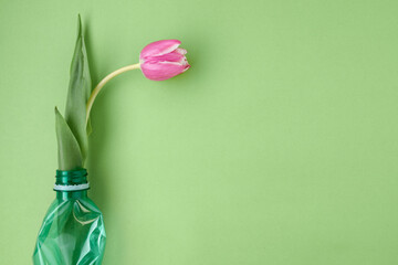 flat lay with tulip isolated on green background