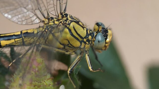 Close-up of Dragonfly Resting in a Leaf 4K Slow Motion