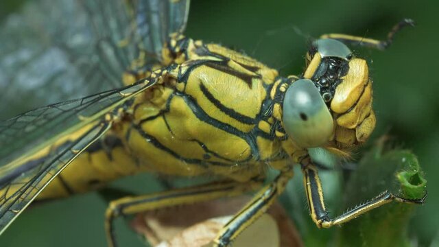 Macro of Dragonfly Holding on a Leaf 4K Slow Motion