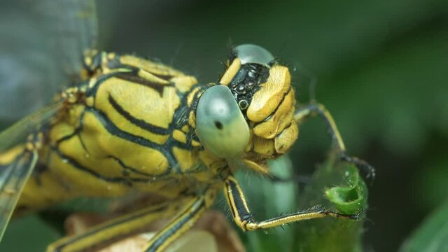 Macro of Dragonfly Clapping Wings Ready to Take Off 4K Slow Motion