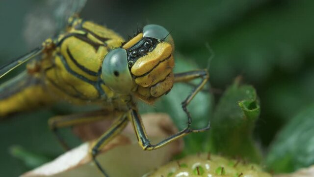 Macro of Dragonfly Cleaning His Head 4K Slow Motion