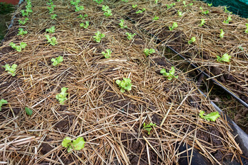 Small salad greens, planted in the back of the house, covered with straw.