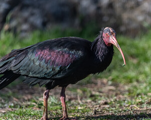 Close shot of a northern bald ibis, hermit ibis, or waldrapp (Geronticus eremita).