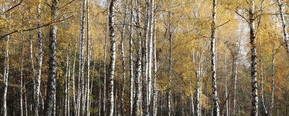 Fototapeta na wymiar beautiful scene with birches in yellow autumn birch forest in october among other birches in birch grove in fog