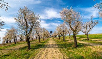 Fototapeta na wymiar Lookout tower near Hustopece city, placed in blooming almond tree orchard. South Moravia region, Czech Republic. Spring weather during sunset.