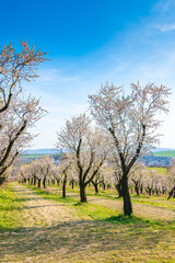 Almond tree orchard near Hustopece city in bloom. Landscape view near Palava hills, south moravia region. Beautiful spring weather during sunset.