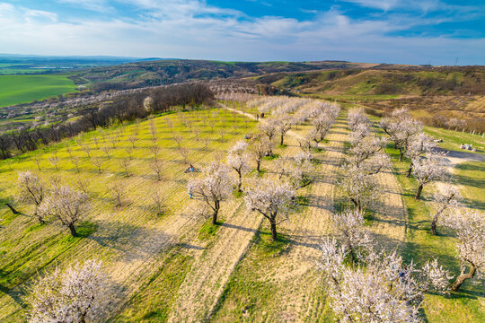 Almond tree orchard near Hustopece city in bloom. Landscape view near Palava hills, south moravia region. Beautiful spring weather during sunset.