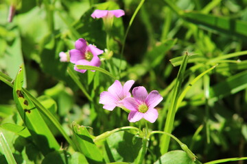 Obraz premium pink flowers in the garden