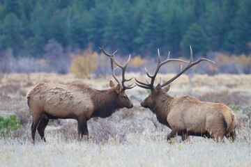 Naklejka na ściany i meble bull elk stare each other down during elk rut
