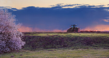 In spring tractor plows in field on background of sunset and blooming sakura.