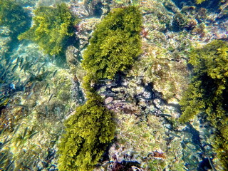 School of small, grey fish swimming above seaweed on the ocean floor at Punta Morena, Isabela...