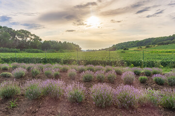 Fototapeta na wymiar Blooming purple lavender on field