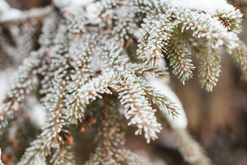 Christmas tree branches in the snow. Winter natural background. Photo with bokeh effect and shallow depth of field