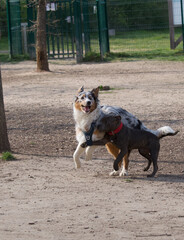 2 dogs playing. One of the 2 with a leg stuck in the other’s harness. This could have led to an...