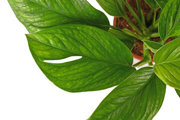 Leaf of juvenile exotic 'Monstera Pinnatipartita' houseplant on white background