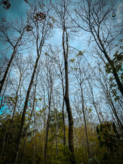 Obraz na płótnie Canvas Forest tall trees