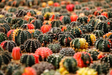Group of Gymnocalycium mihanovichii vivid color in garden. cactus farm succulent plant for decoretion and hobby
