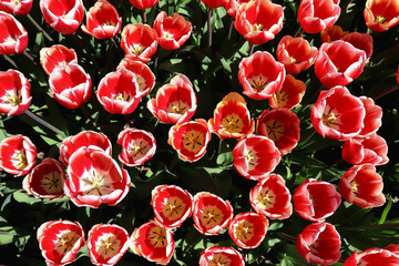 Top view of red opened tulip flowers with green leaves. Closeup.