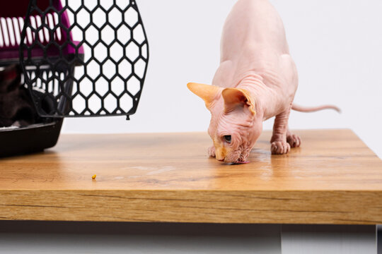 The Sphynx kitten recovers and adapts to the new owner, he eats suspiciously when he is released from the cattery. Space for announcements and info.