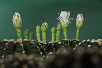 Group of Gymnocalycium  friedrichii LB 2178 or Gymnocalycium mihanovichii LB2178  in garden. green background cactus succulent plant with copyspace.color vintage style