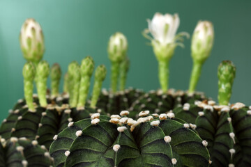 Group of Gymnocalycium  friedrichii LB 2178 or Gymnocalycium mihanovichii LB2178  in garden. green background cactus succulent plant with copyspace.color vintage style