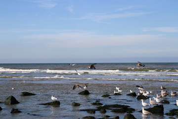 Seagulls sitting on the beach rocks. Sea with waves.