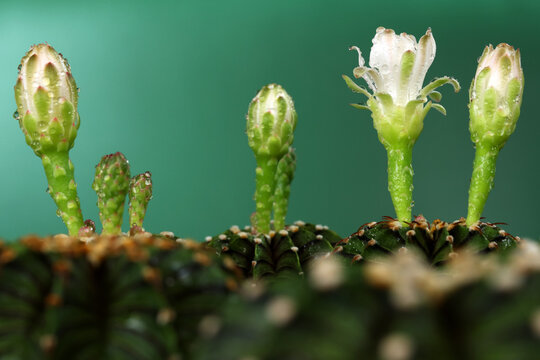 Group of Gymnocalycium  friedrichii LB 2178 or Gymnocalycium mihanovichii LB2178  in garden. show flower green background cactus succulent plant with copyspace.color vintage style