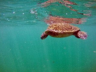Galapagos green sea turtle swimming at the surface at Punta Morena, Isabela Island, Galapagos,...