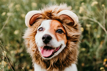 cute jack russell dog wearing a lion costume on head. Happy dog outdoors in nature in yellow...