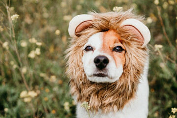 cute jack russell dog wearing a lion costume on head. Happy dog outdoors in nature in yellow flowers meadow. Sunny spring