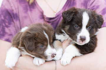 Two cute border collie puppy carried by a child