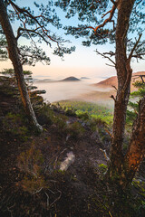 Waldblick mit Nebel und schönen Kiefern