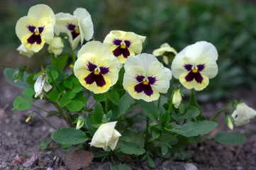 Muurstickers Viola wittrockiana colorful garden pansy flowers in bloom, beautiful small flowering plant, yellow purple color © Iva