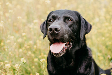 Happy Black labrador dog outdoors in nature in yellow flowers meadow. Sunny spring