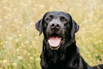 Happy Black labrador dog outdoors in nature in yellow flowers meadow. Sunny spring