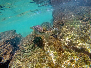 Puffer fish swimming in shallow water at Punta Morena, Isabela Island, Galapagos, Ecuador