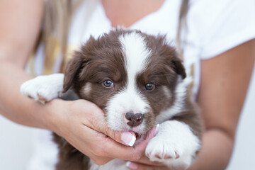 Beautiful border collie puppy playing
