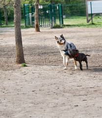 2 dogs playing. One of the 2 with a leg stuck in the other’s harness. This could have led to an accident and a broken leg.