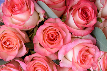 Rose Background. Colorful rose wall background. Women's bouquet of roses, top view.