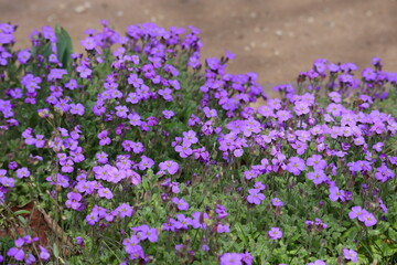 Naklejka premium Vergissmeinnicht, Blume, Lila, Blüten