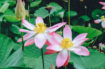 Close-up of blooming white,red and pink fancy waterlily